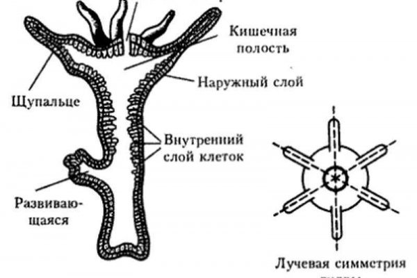 Кракен дарк шоп